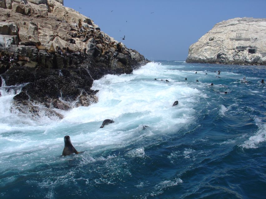 Callao: Swimming With Sea Lions Palomino Islands Boat Tour - Experience Highlights