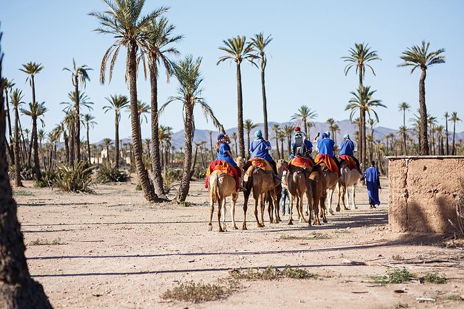 Camel Ride in Palm Groves With Tea Break - Logistics and Support