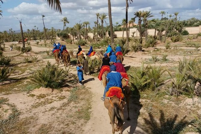 Camel Ride Marrakech Palmeraie - Review Ratings and Distribution