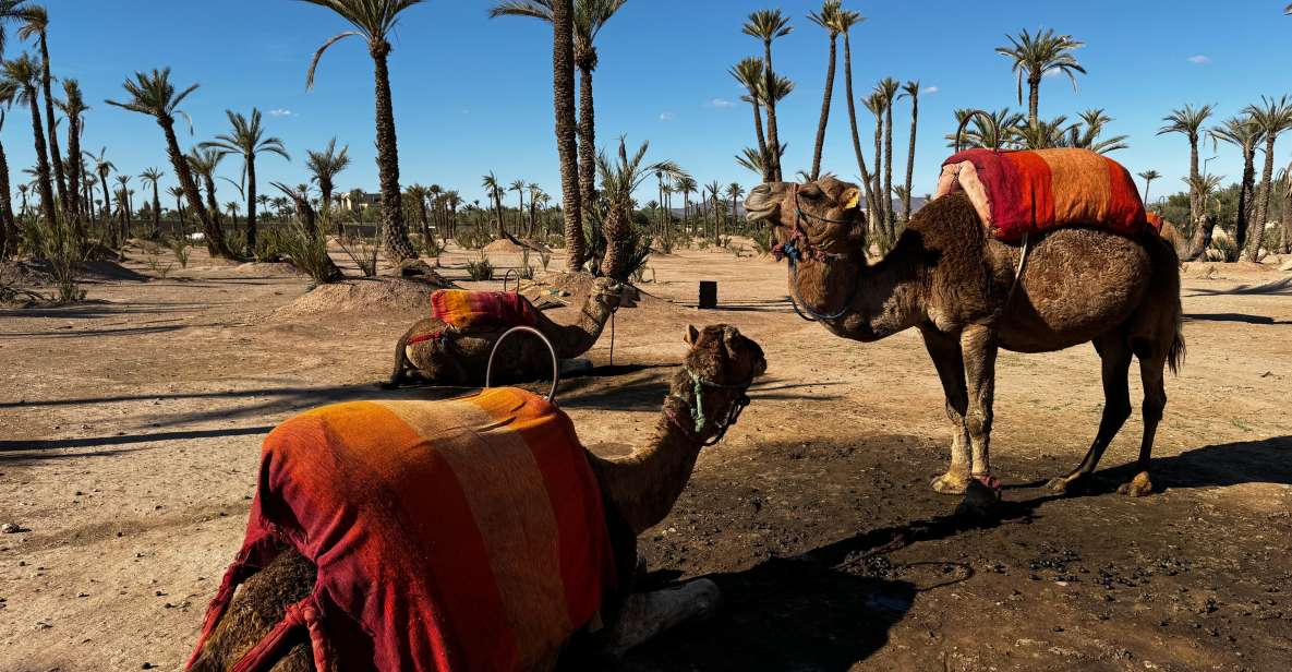 Camel Ride Marrakech With Lunch ( Local Restaurant) - Palm Grove Oasis Exploration