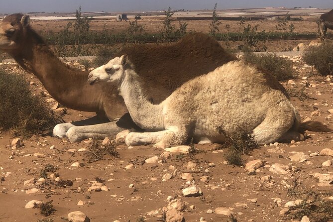 Camel Riding Agadir - Inclusions