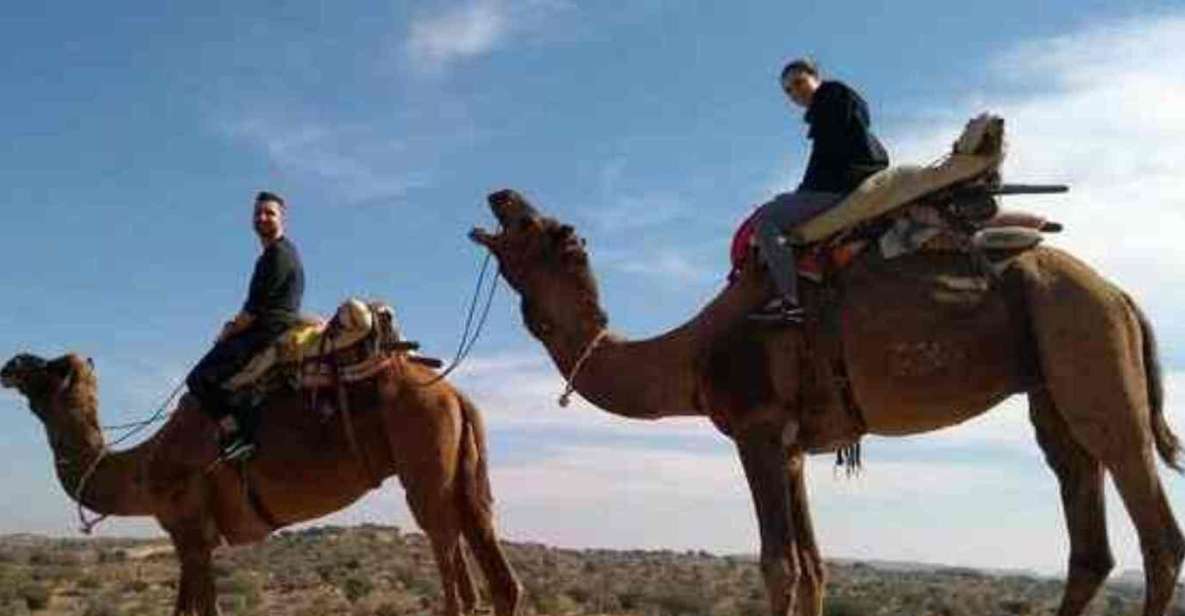 Camel Safari Day Tour From Jodhpur - Customer Reviews Highlights