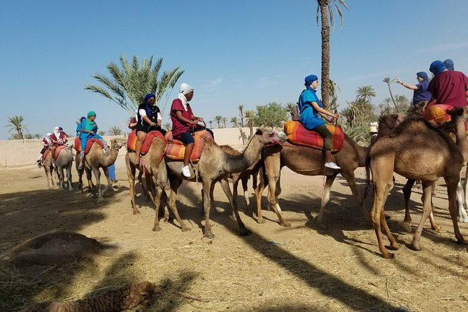 Camel Trekking Through Marrakeshs Palm Grove - What to Expect