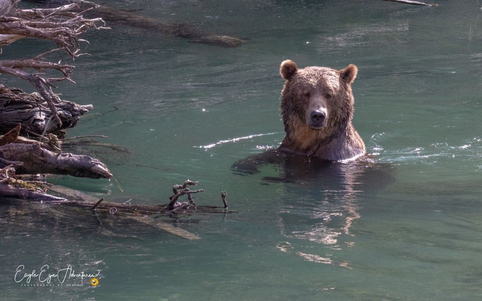 Campbell River: Full-Day Grizzly Bear Tour - Experience Highlights
