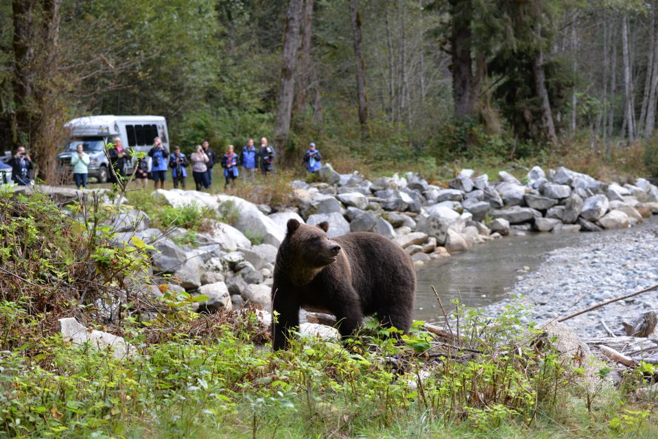 Campbell River: Grizzly Bear-Watching Tour With Lunch - Experience Highlights