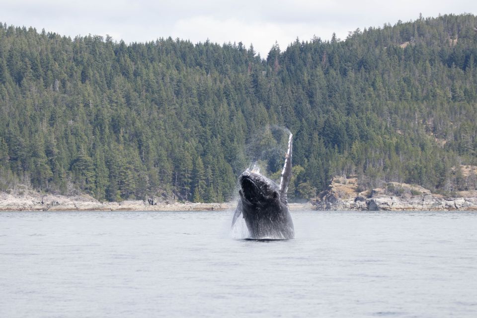 Campbell River: Whale Watching Cruise With Lunch - Booking Information
