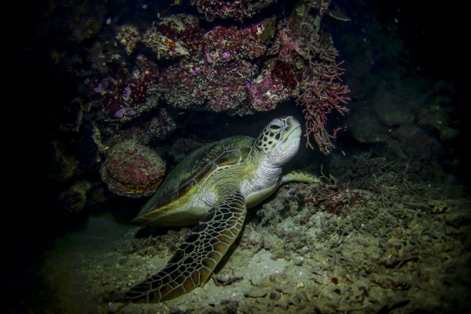 Cancun: Moonlight Snorkeling Tour With Transfer - Experience Highlights of the Tour