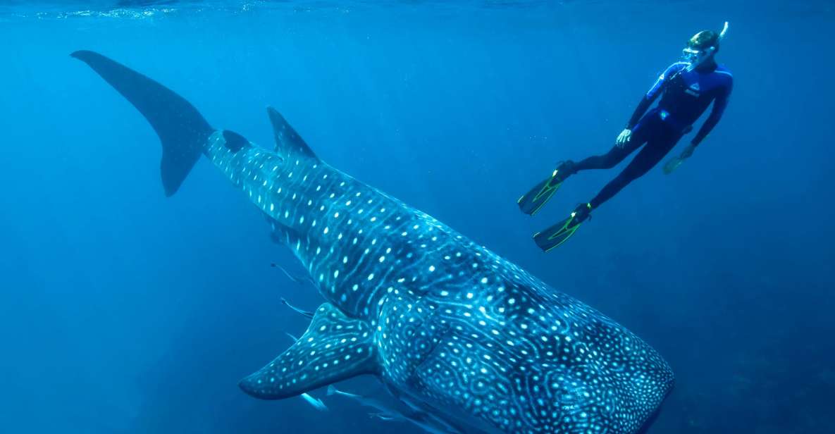 Cancun/Playa Del Carmen: 6-Hour Private Whale Shark Tour - Experience and Activities