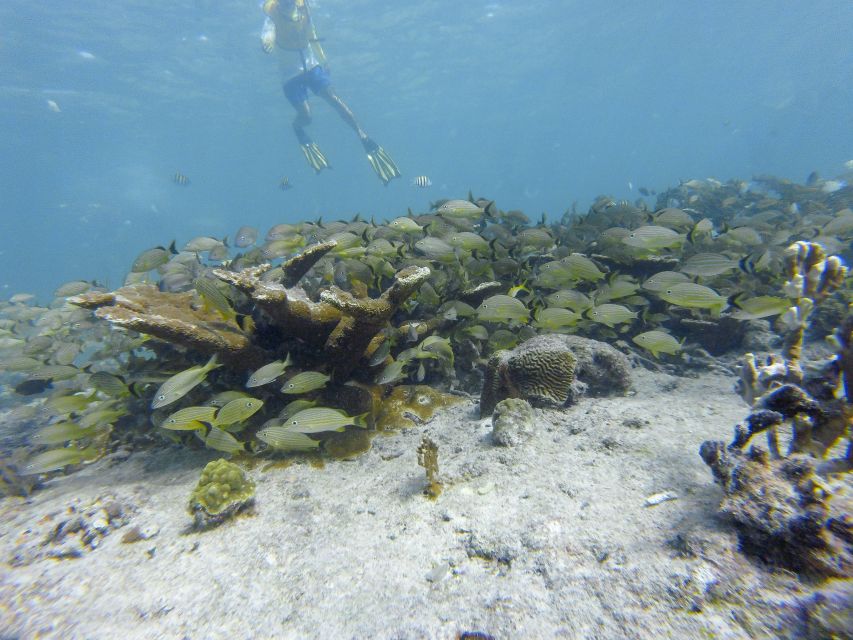 Cancun: Private Snorkeling Tour With Pickup and Drop-Off - Transportation Information and Logistics