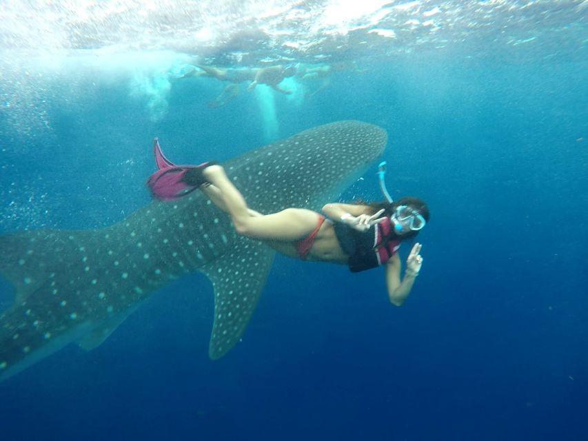 Cancún Whale Shark Tour - Highlights
