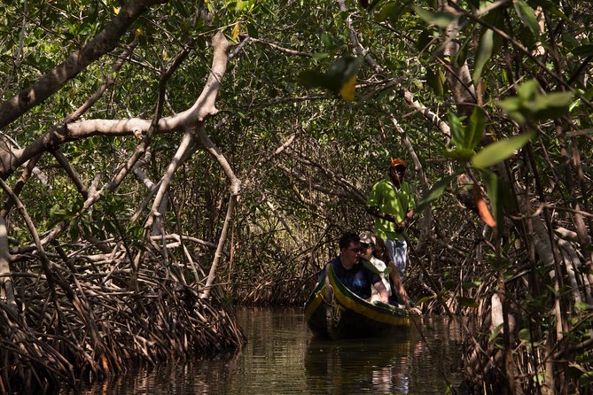 Canoe Trip in the Mangrove Forest in La Boquilla - Tour Overview and Highlights