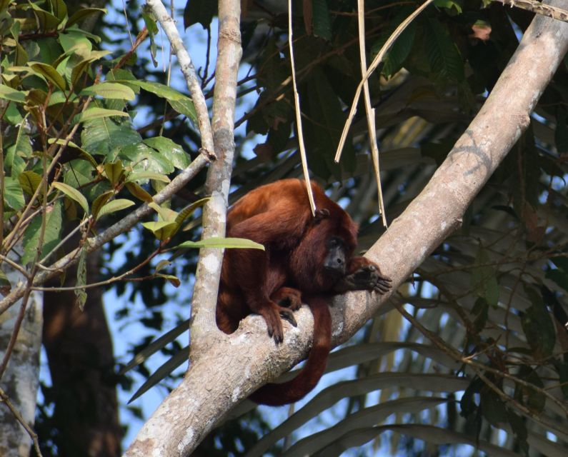 Canopy Walk and Monkey Island - Accommodation Options