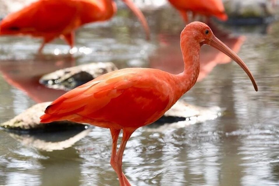 Cartagena: Barú Beach Tour With Optional Bird Aviary - Experience Highlights