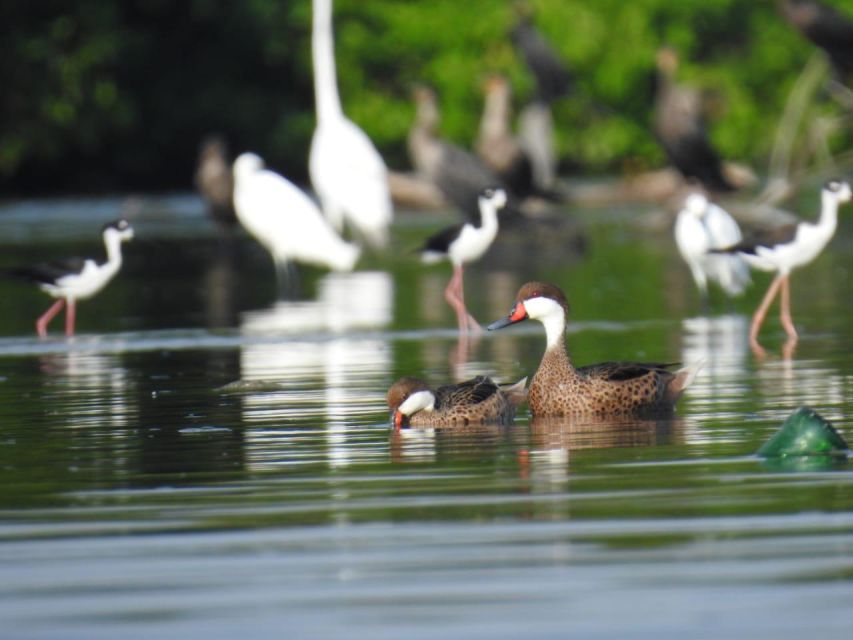 Cartagena, Colombia: Sail in the Mangrove in a Typical Canoe - Inclusions