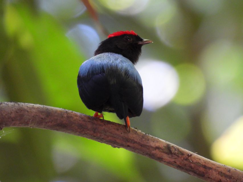 Cartagena: Private Bird-Watching Tour With Breakfast - Experience Highlights