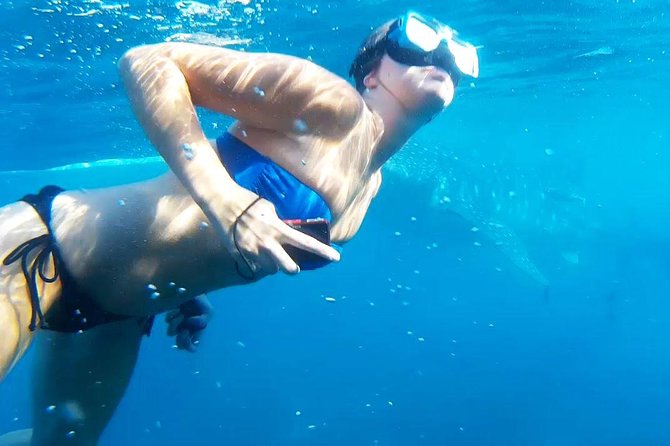 Cebu Whale Shark Interaction Moalboal Sea Turtles and Sardines Run - Reviews of Sardines Run Experience