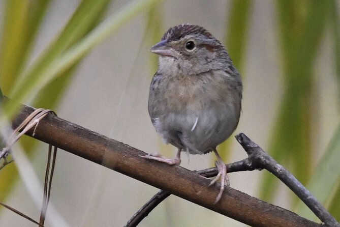 Central Florida Half-Day Private Birding Tour - 2 Person Max - Pickup and Transportation