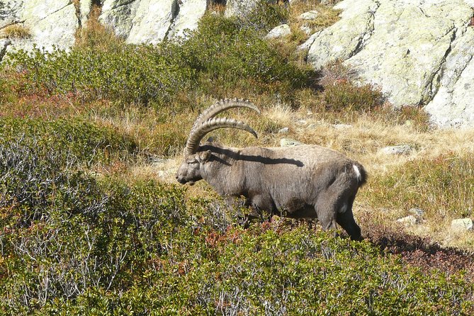 Chamois Observation - Hiking Day - Hiking Trail Overview