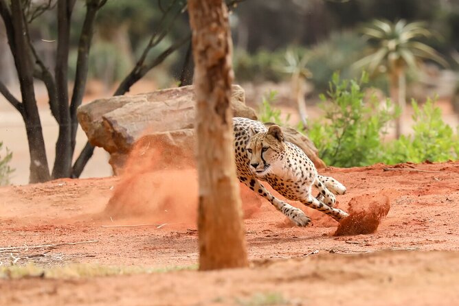 Cheetah Encounter at Werribee Open Range Zoo - Excl. Entry - Booking Process and Assistance