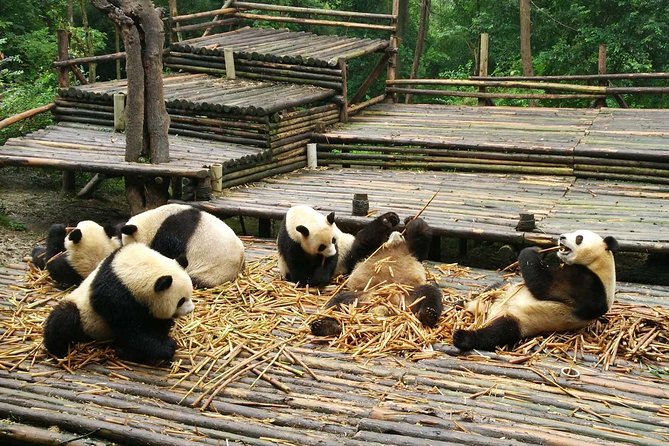 Chengdu Panda Base, Panda Post, Panda Sculpture - Panda Postcard Collection