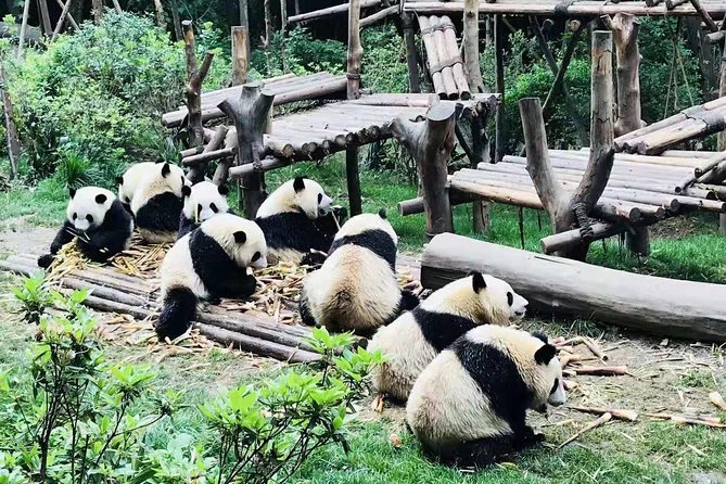 Chengdu Panda Research Center Half Day Trip - Cancellation Policy