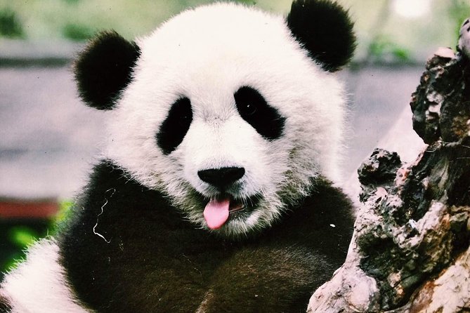 Chengdu Private Day Tour to Panda Base With Optional Volunteer - Meeting and Pickup Arrangements