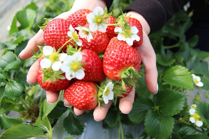 Cheongyang Alps Village and Strawberry Picking Tour in Seoul - Itinerary Details