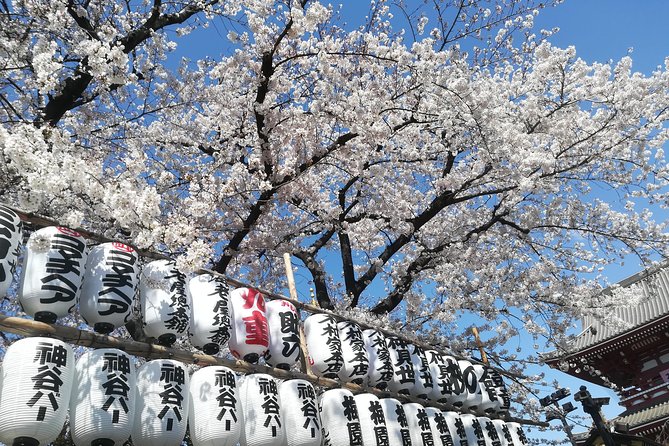 Cherry Blossom Highlights, Asakusa, Ueno & Meiji Shrine - Asakusa: A Cultural Gem