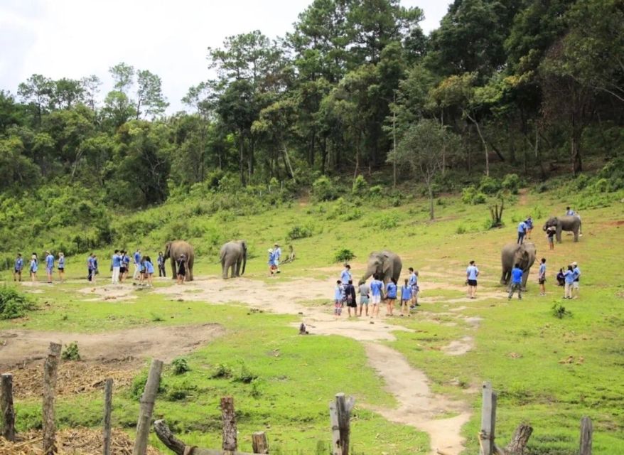 Chiang Mai Elephant Recovery Center, Doi Inthanon and Hiking - Experience Highlights