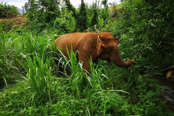 Chiang Mai Elephant Sanctuary Visit - Visitor Experiences