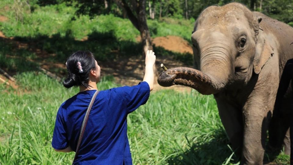 Chiang Mai: Elephant Sanctuary With Lunch Day Tours - Activity Highlights