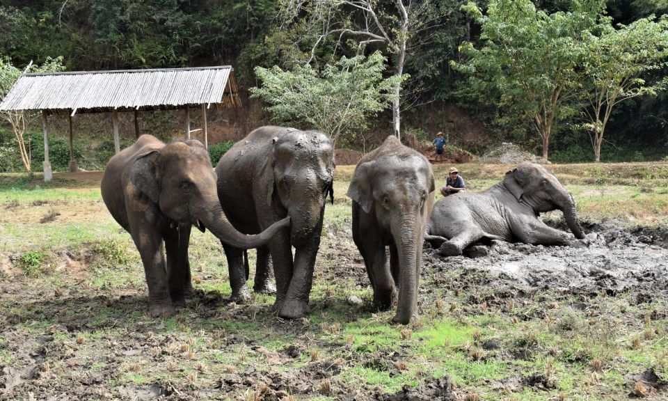 Chiang Mai: Elephants, Hill Tribe Stay, Rafting, Waterfall - Experience Highlights
