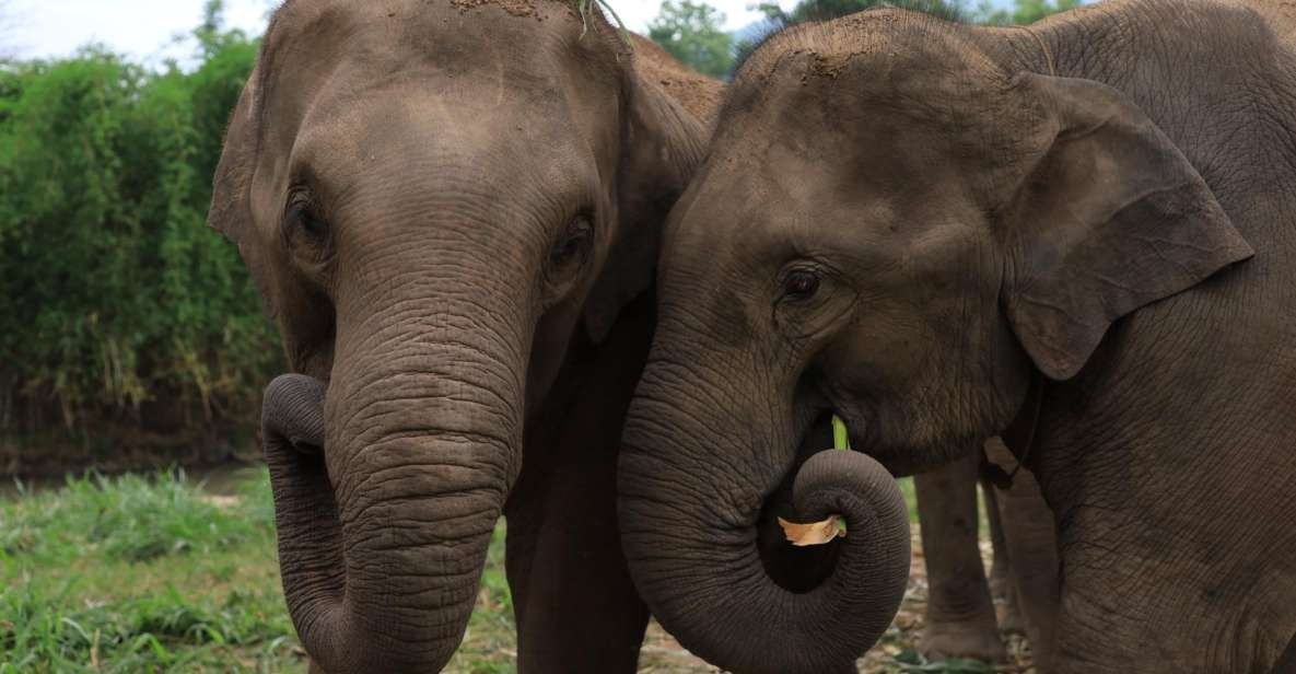 Chiang Mai: Ethical Elephant Sanctuary Day Tour & Lunch - Experience Overview