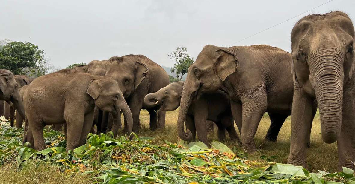 Chiang Mai: New Elephant Home Elephant Care Program - Location Information