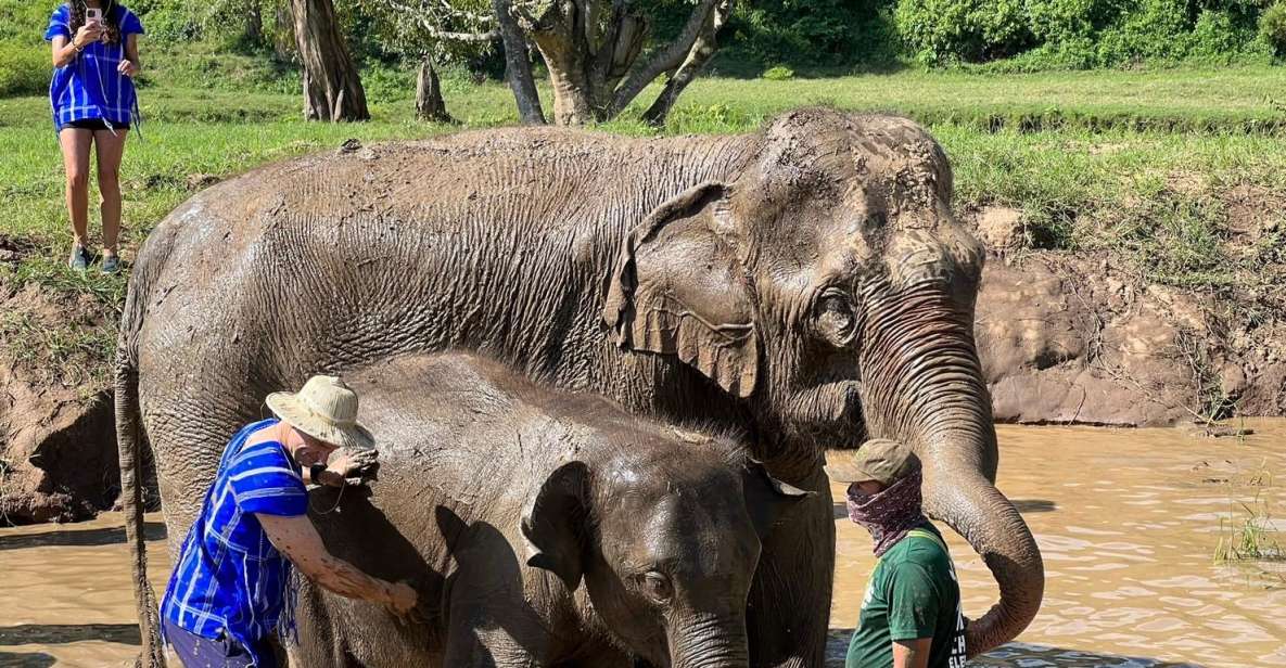 Chiang Mai: New Elephant Home Walking With Giants Tour - Cancellation Policy