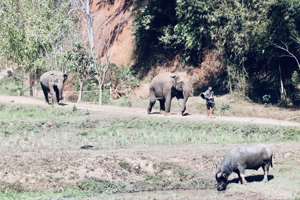 Chiangmai: Highlights Full-Day Tour With Private Driver - Wat Phra That Doi Suthep Visit