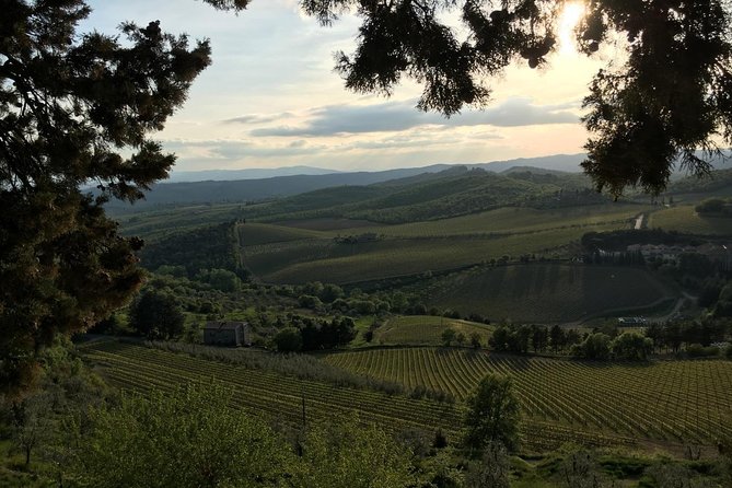 Chianti Wine Tour - Private Wine Experience in Tuscany Countryside - Wine Production Insights
