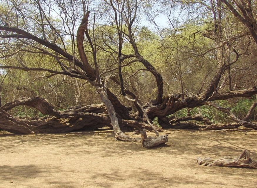 Chiclayo: Pomac Forest Historic Sanctuary & Sican Museum - Participant Guidelines and Information