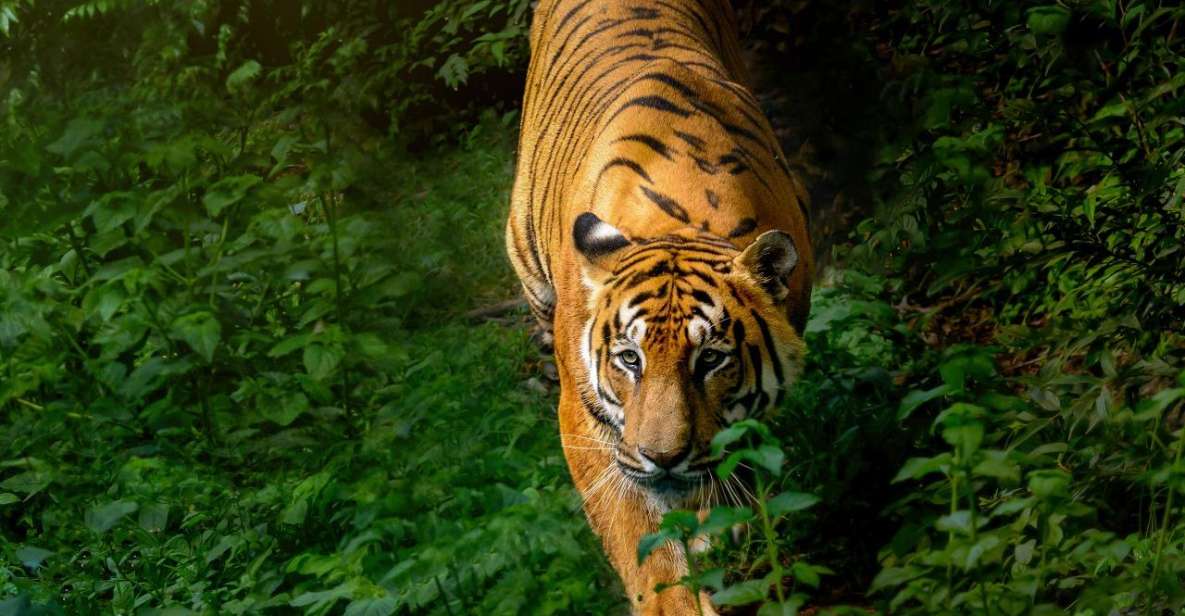 Chitwan Jungle Safari - Wildlife Encounters in Chitwan