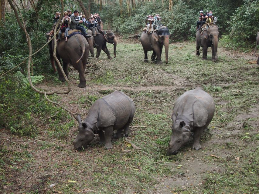 Chitwan National Park Safari - Experience Highlights