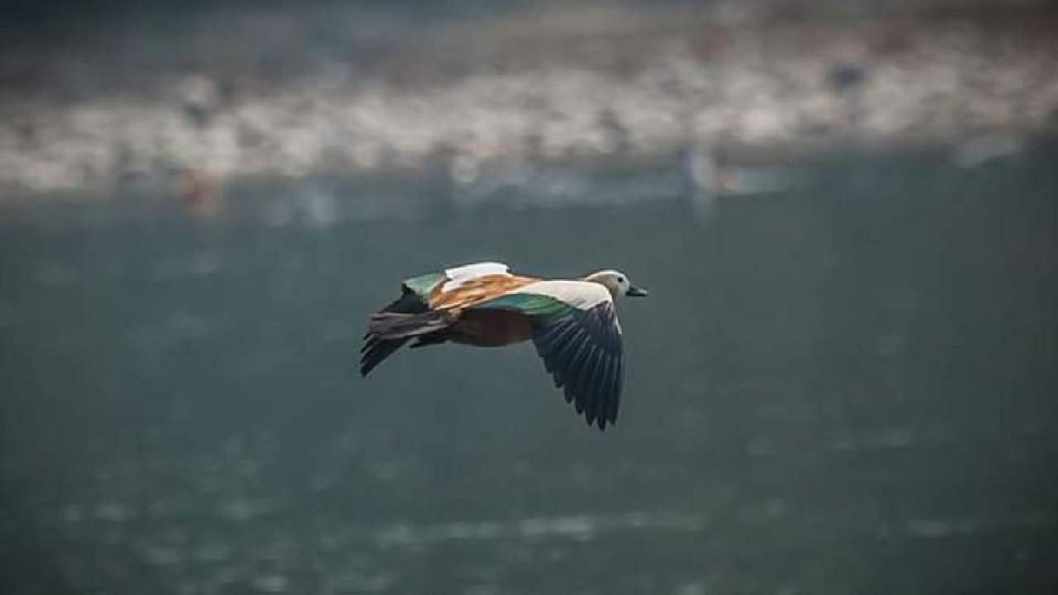 Chitwan National Park Untouched Side Bird Watching From Madi - Wildlife Encounters in CNP Jungle