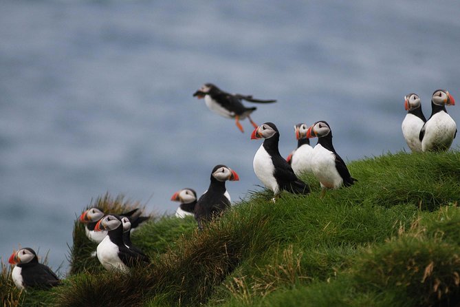 Classic Puffin Watching Cruise From Down Town Reykjavík - Booking Information