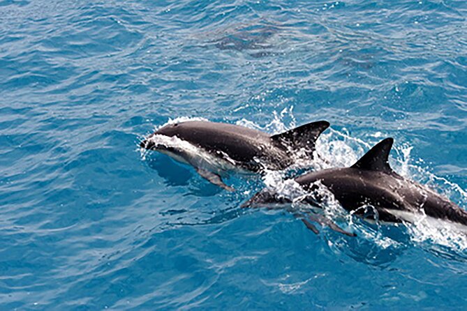 Clearwater Bay, Gulf Coast Dolphin Watching Cruise (Apr ) - Dolphin Encounter Details