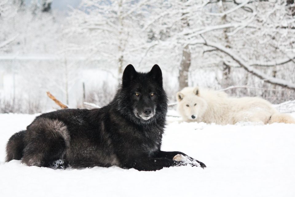 Cochrane: Yamnuska Wolfdog Sanctuary Tour - Experience Highlights