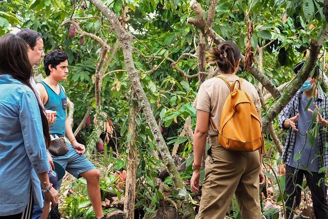 Cocoa and Gastronomy Tour at Hacienda CacaoyMango - Chocolate Making Workshop