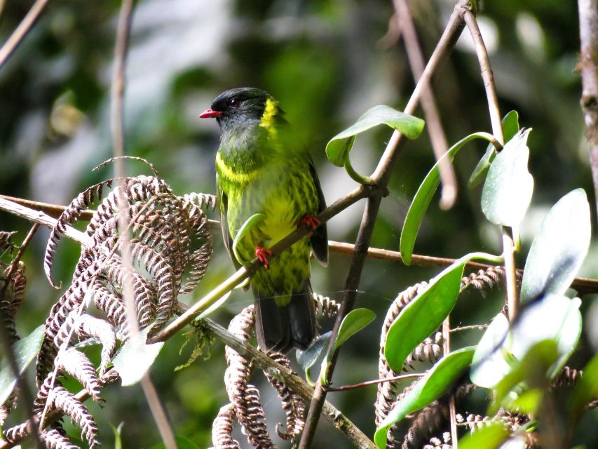 Cocora Valley: Birding-Hiking With Breakfast & Lunch - Booking Details