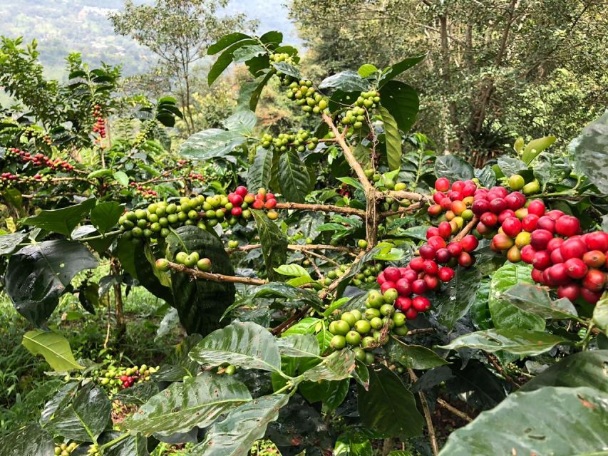 Cocora Valley, Salento and Coffee Farm Tour - Tour Experience