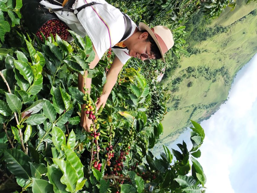 Coffee Region Colombia: Authentic Coffee Experiences - Hands-On Coffee Making Workshops