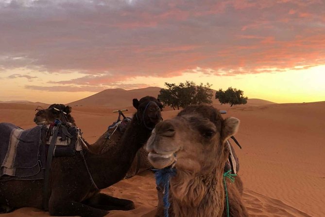 Combined Tour: Atlas Mountains Trek and Sahara Desert 5 Days Tour - Customer Reviews
