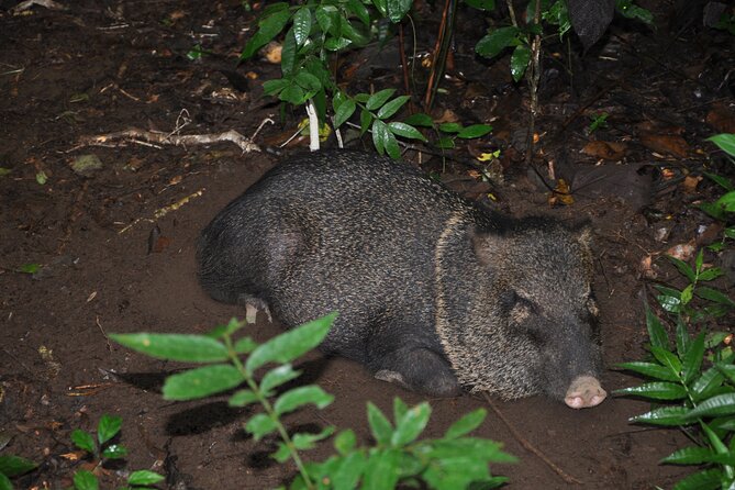 Corcovado Tour-1 Night at Sirena Station-Starting and Finishing in Drake Bay - Departure Details